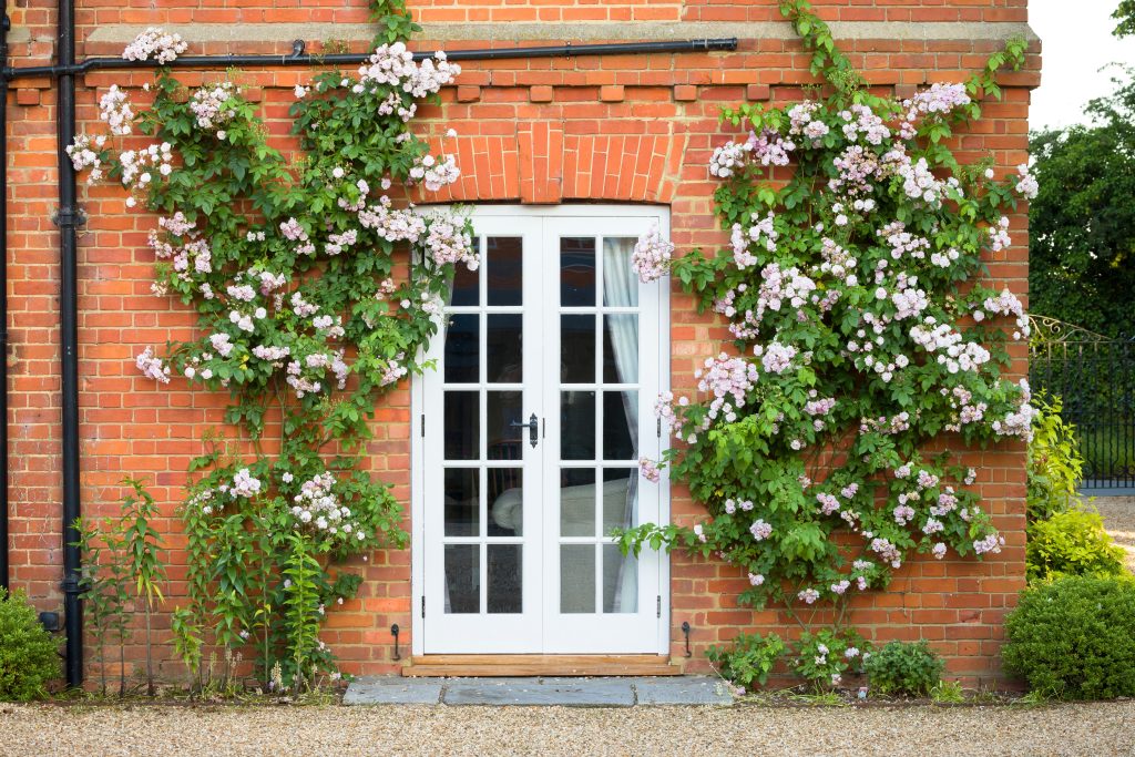 Pink climbing roses growing on a wall around French doors. Exterior of old jomes in English country house, UK